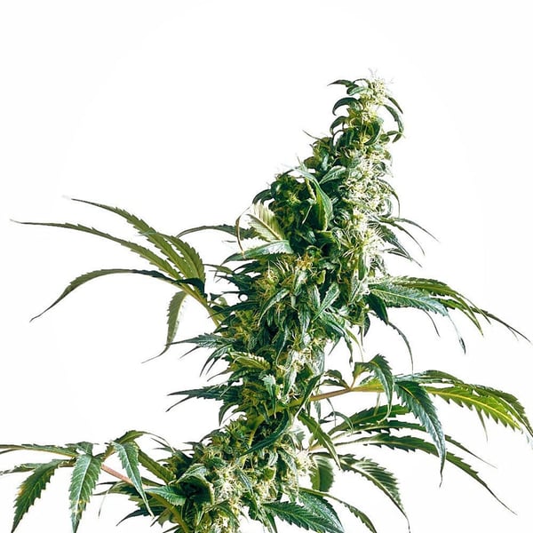 Cannabisfrø mexican-sativa-feminised-xl