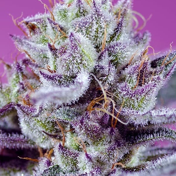 Diablo’s Delight XL Auto Sweet Seeds cannabisfrø