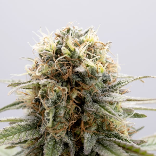Girl Scout Cookies cannabisfrø skunkfrø Nordland Seeds