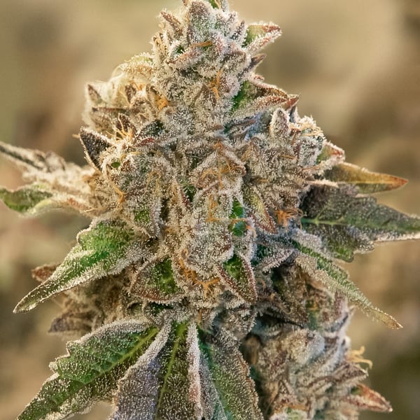 Do Si Face Auto High Speed Buds cannabisfrø