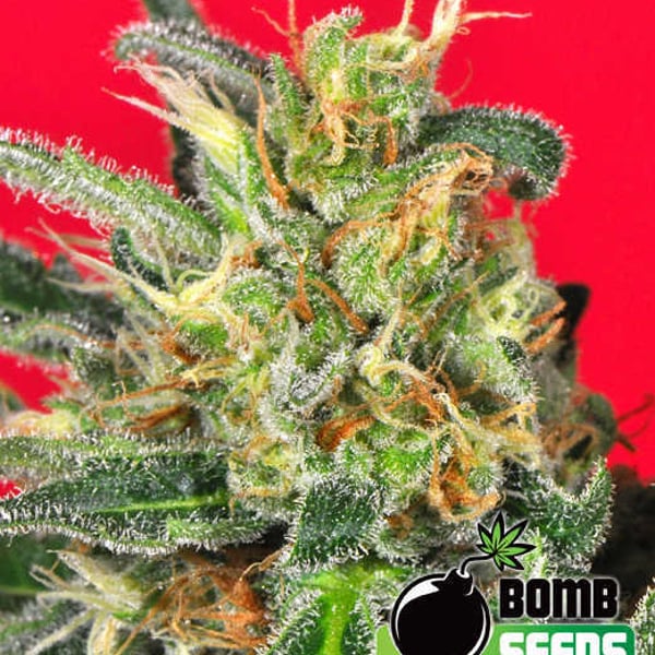 CLUSTER BOMB Bomb Seeds cannabisfrø