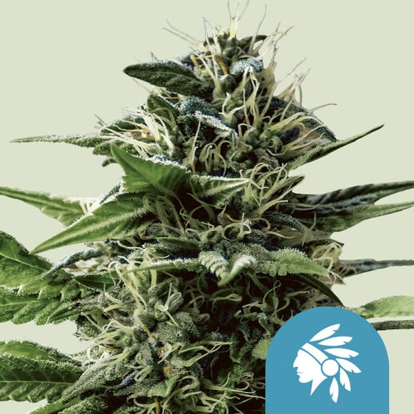Tatanka Pure CBD Royal Queen Cannabisfrø Skunkfrø