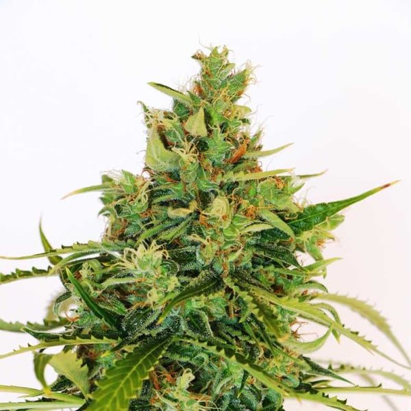 Amnesia K Lemon Kannabia skunkfrø cannabisfrø