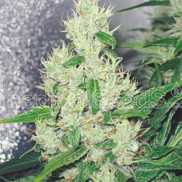 Medicinske cannabisfrø y griega