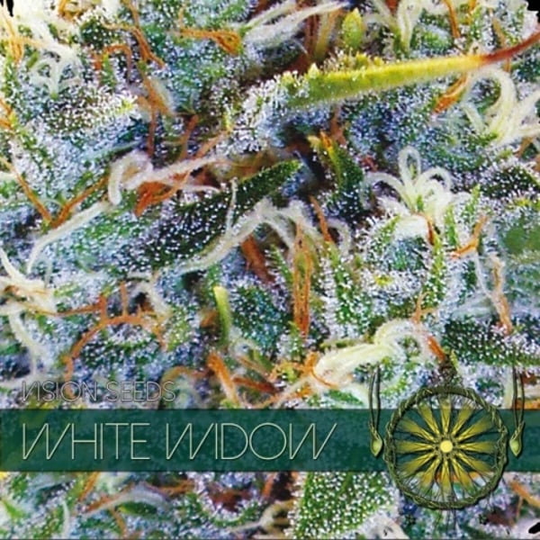 White Widow Vision Seeds cannabisfrø