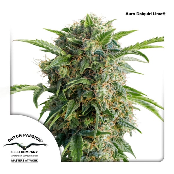 AutoDaiquiri-Lime-Dutch-Passion-cannabisfrø