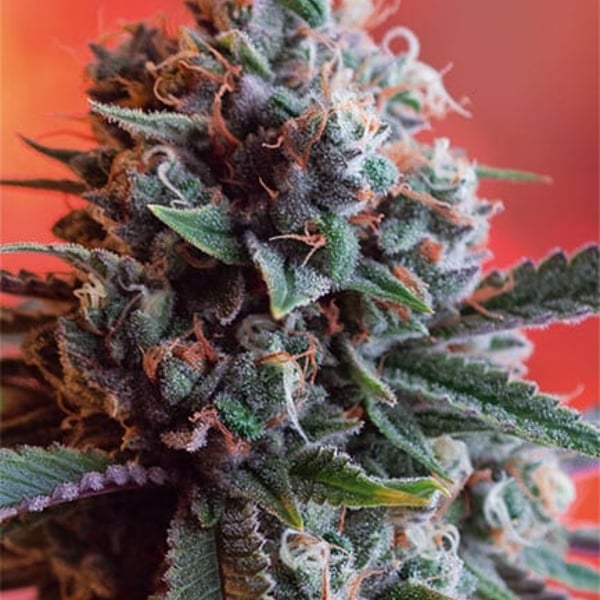 Dark Star x AK-49 Vision Seeds cannabisfrø