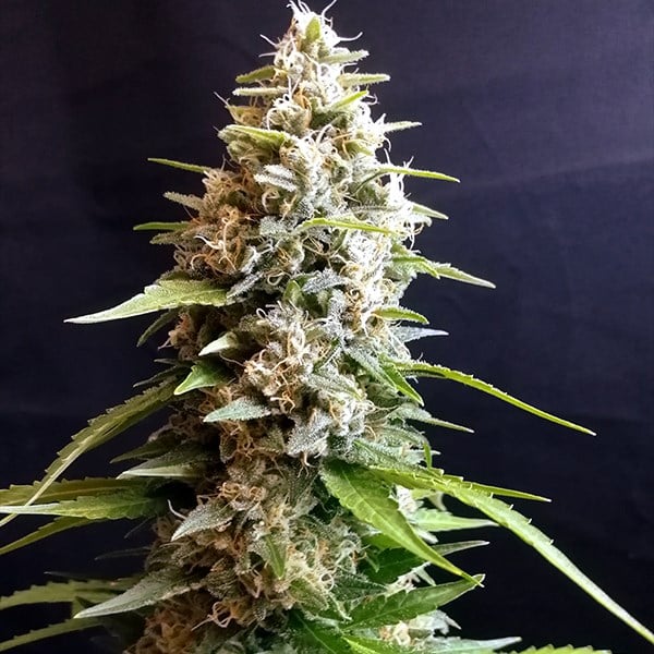 G13-Labs-Seeds_Maltezerz