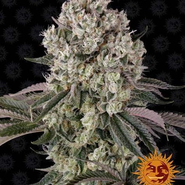 Glookies Barneys Farm Cannabisfrø Skunkfrø