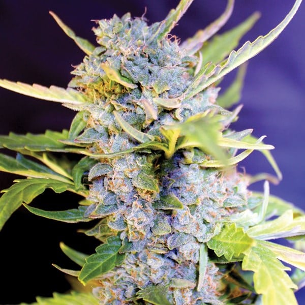 G13-Fro-Yo-Auto