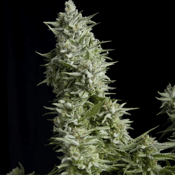 Alpujarreña Pyramid Seeds cannabisfrø