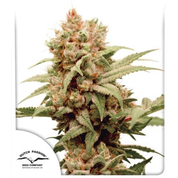 CBG-Force fra Dutch Passion medicinske cannabisfrø