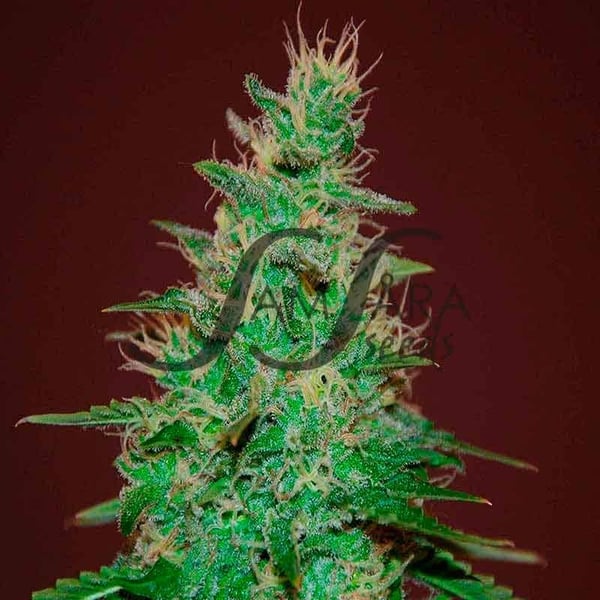 El Alquimista Auto Samsåra Seeds cannabis seeds