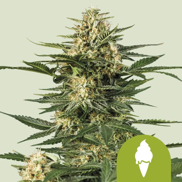 Green Gelato Automatic Royal Queen cannabisfrø skunkfrø