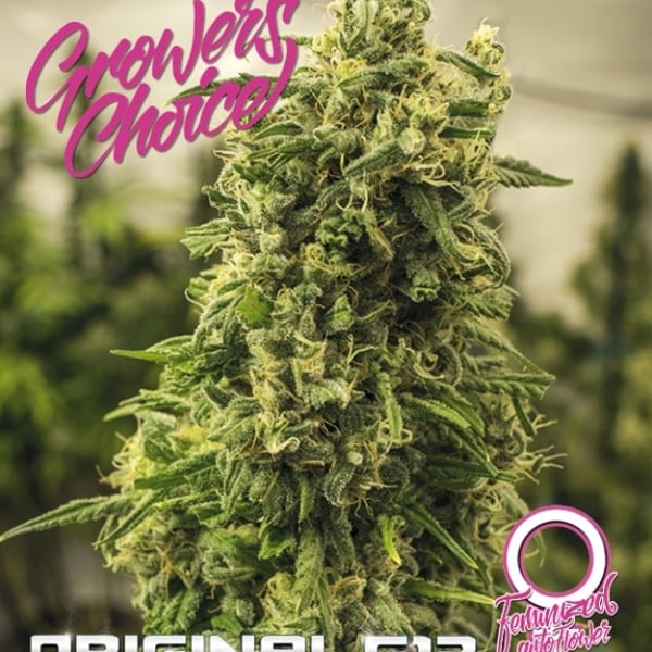 Original G13 Auto Growers Choice skunkfrø