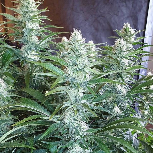 Tangie Dream CPHseeds skunkfrø
