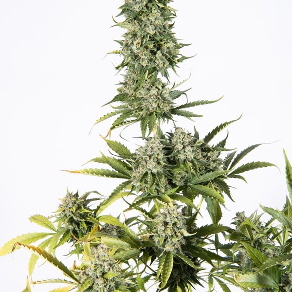 Auto cannabisfrø Copenhagen Kush Auto CPHseeds (4)