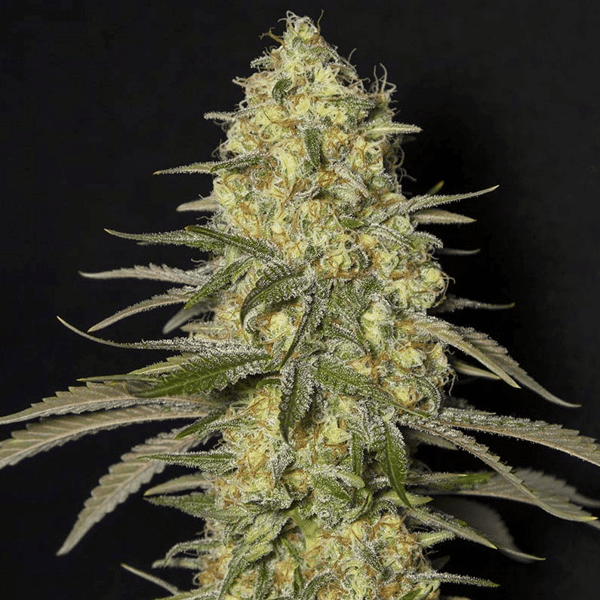 Black Dream Eva Seeds cannabisfrø
