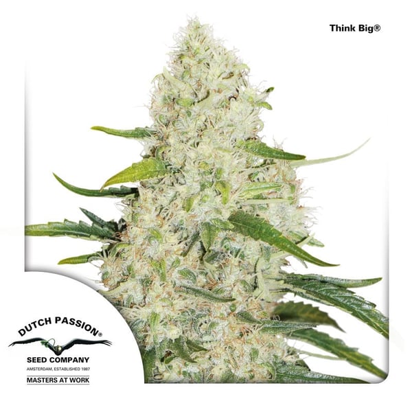 Think-Big-Dutch-Passion cannabisfrø