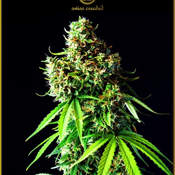 Big Bubble Anaconda Seeds cannabisfrø