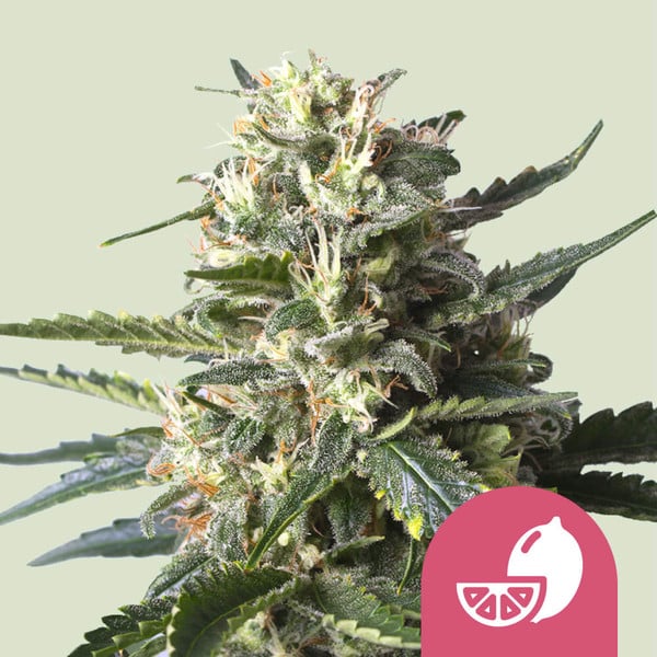 Lemon Shining Silver Haze Royal Queen Cannabisfrø Skunkfrø