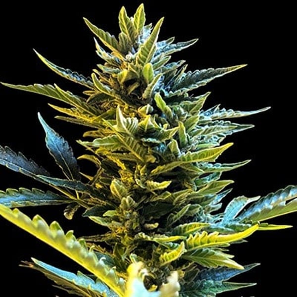G13LabsSeeds_AutoBridecake