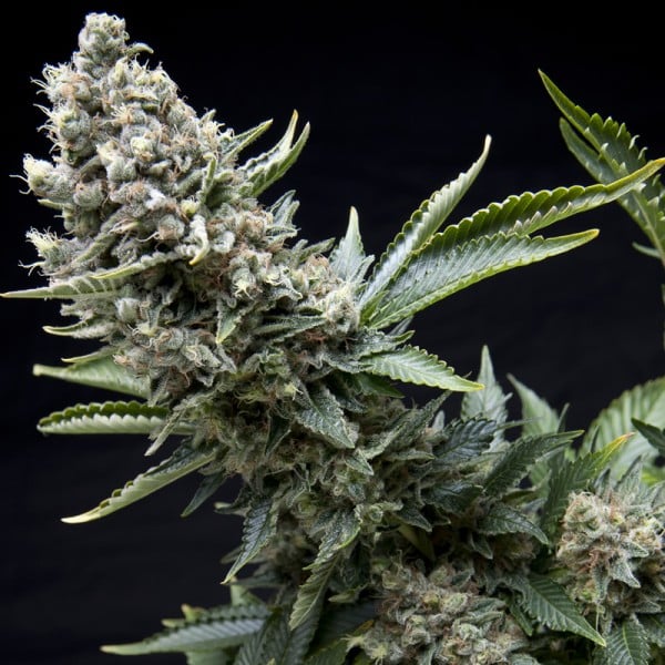 Auto Tutankhamon