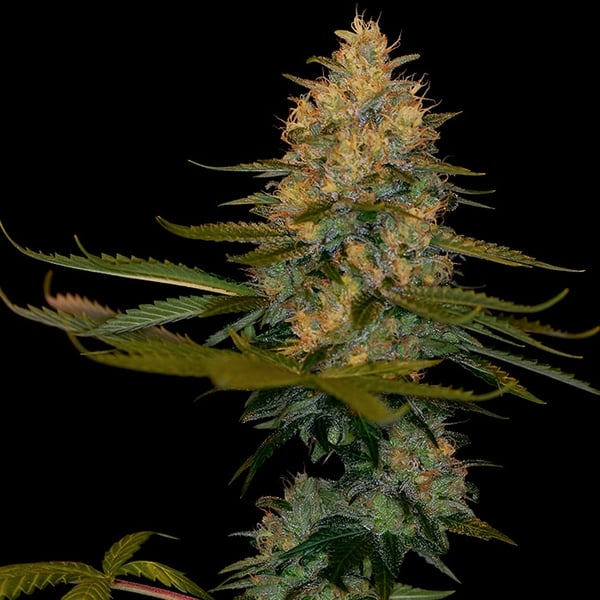Cannabisfrø DNA Genetics Exodus Kush