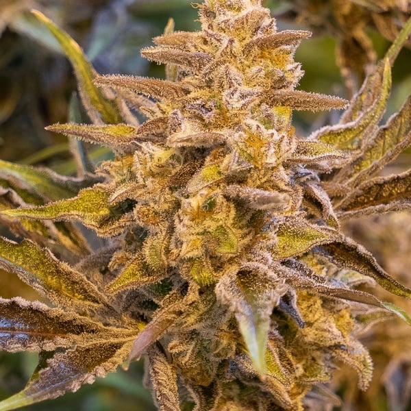 High Voltage Auto High Speed Buds cannabisfrø