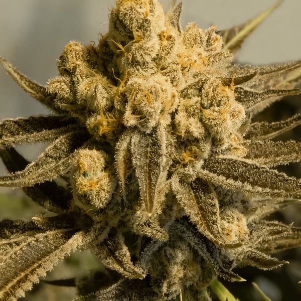 Critical Glue #4 Auto High Speed Buds cannabisfrø