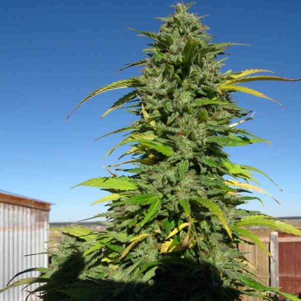 CBD Yummy CBD Crew cannabisfrø