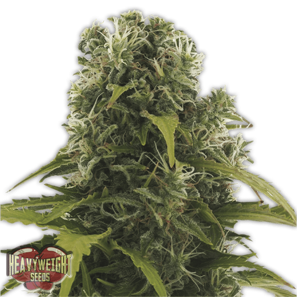 High Density Auto Heavyweight Seeds cannabisfrø