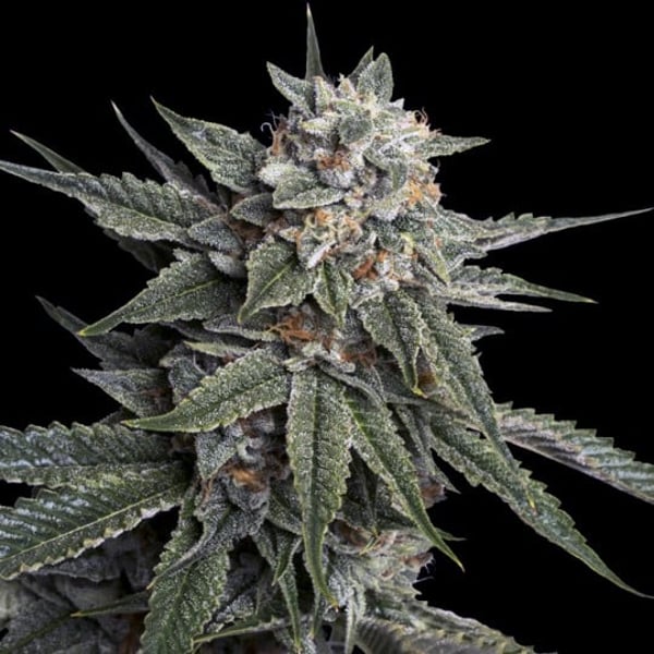 Cannabisfrø dna genetics holy grail kush