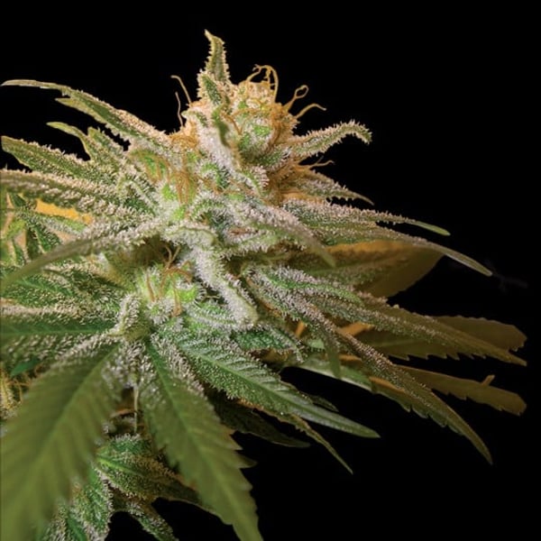 Cannabisfrø dna genetics kushberry