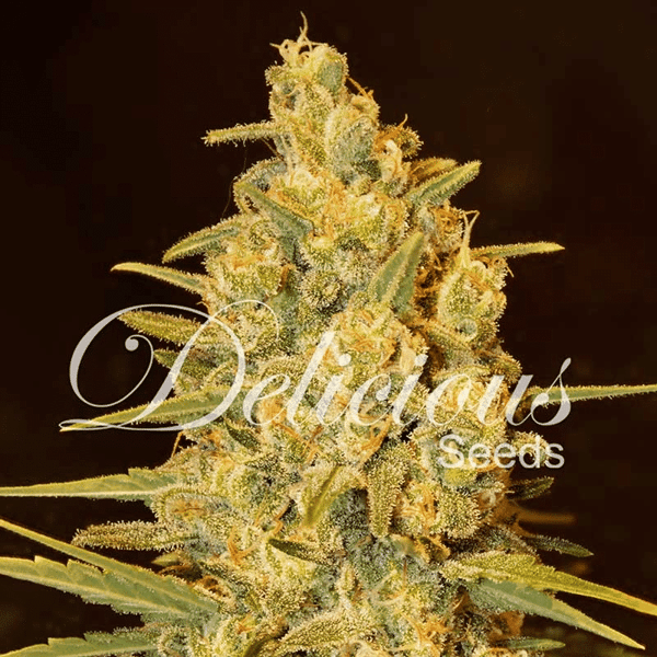 Critical Sensi Star Delicious Seeds cannabisfrø