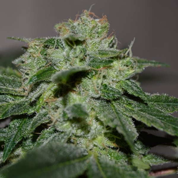 g13-chocolate-heaven