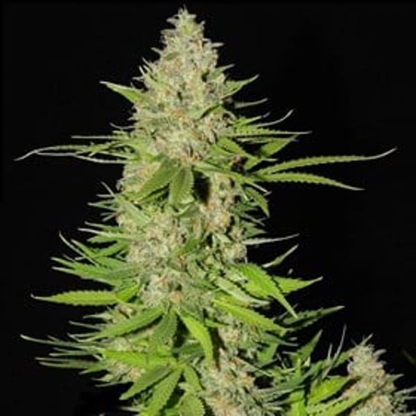 Blueberry Gum 2 G13 Labs Seeds