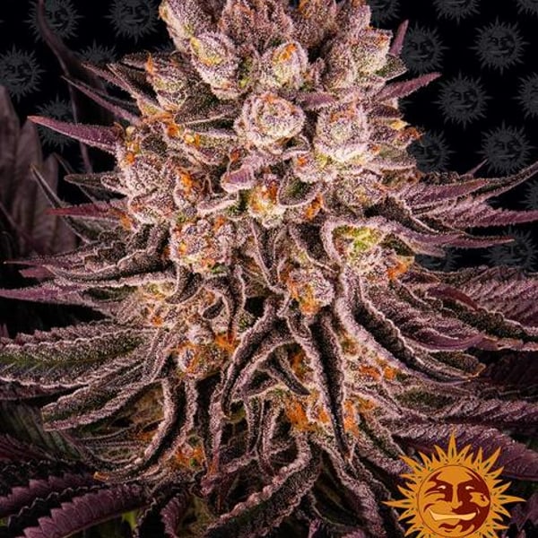 Mimosa x Orange Punch Barneys Farm Cannabisfrø Skunkfrø
