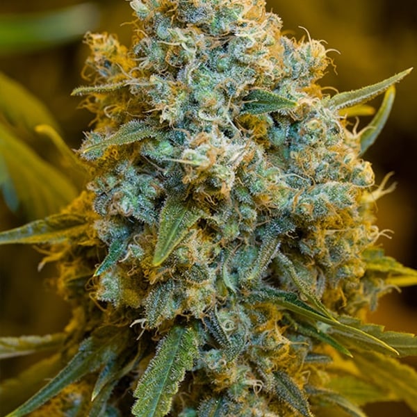 Critical Jack Flower Silent Seeds