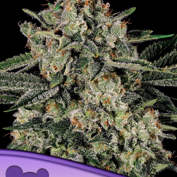 Banana MAC Anesia Seeds skunkfrø cannabisfrø