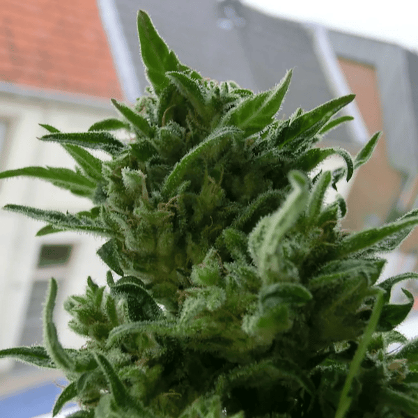 KC 33 Regular K.C. Brains Seeds cannabisfrø 2