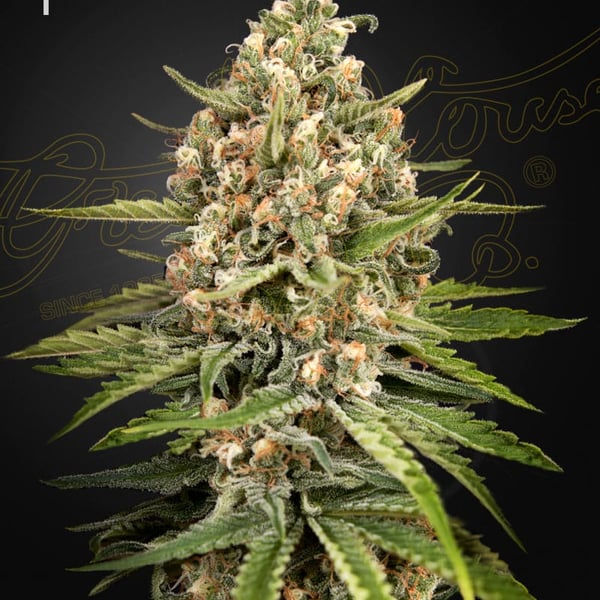 Bubba Slush Green House Seed Company cannabisfrø