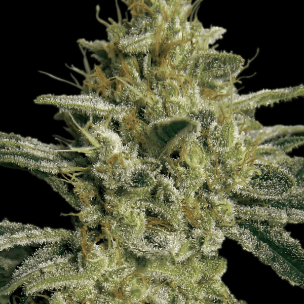 Allkush Paradise Seeds