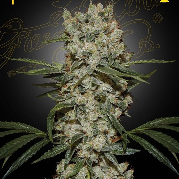 Super Silver Haze Green House Seed Company cannabisfrø