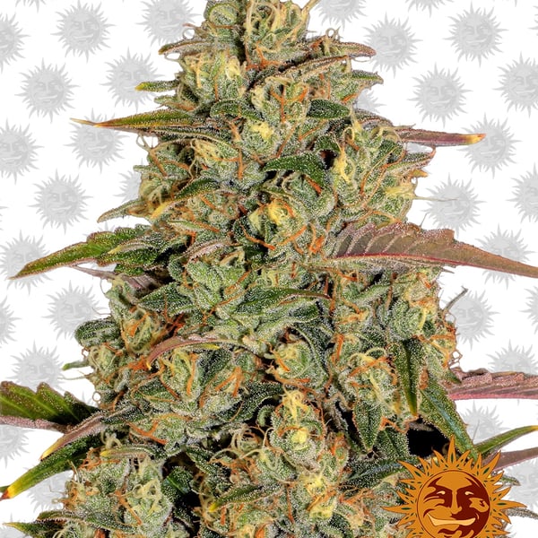Amnesia-Lemon cannabisfrø