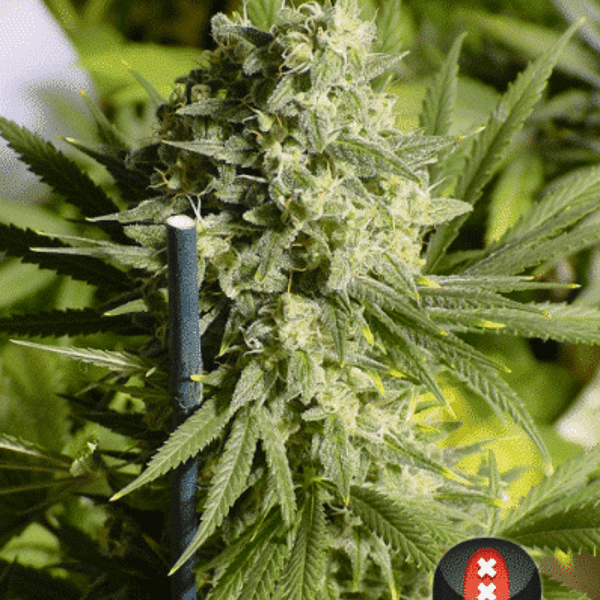 Cannabisfrø Double Dutch Serious Seeds