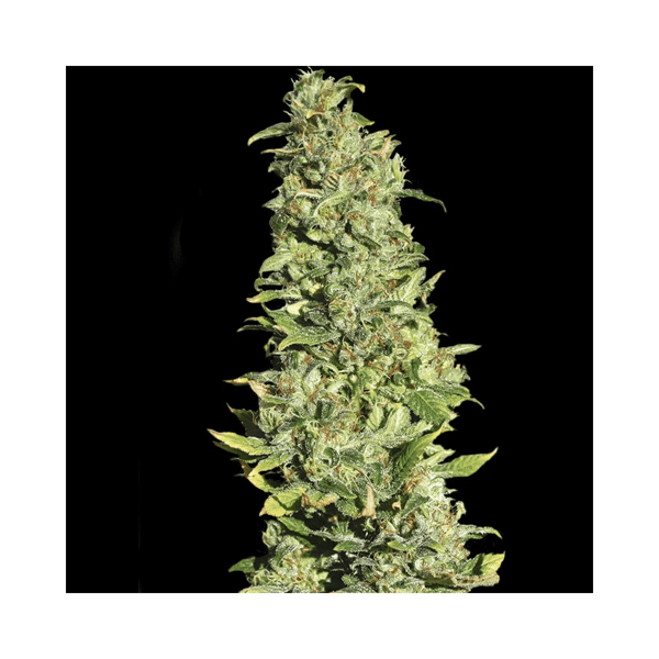 High Level Eva Seeds cannabisfrø