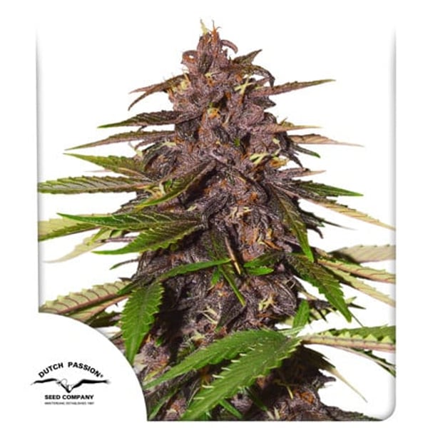 Auto Forbidden Cherry Dutch Passion
