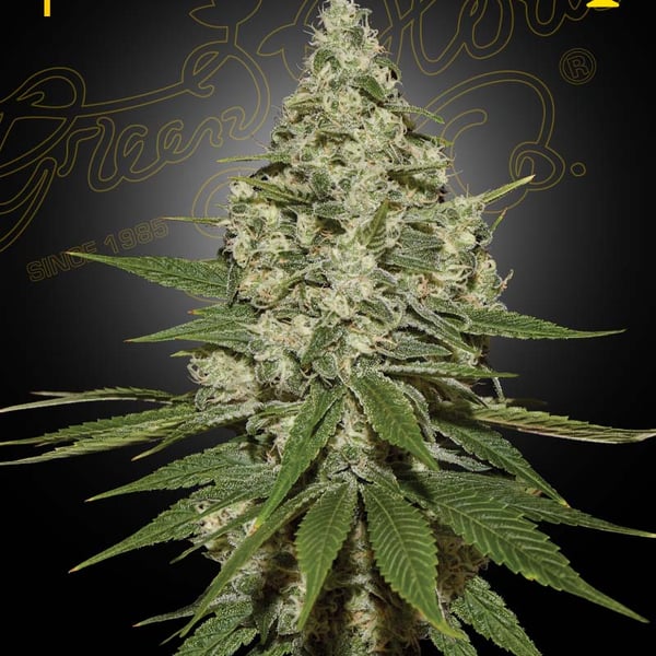 Super Lemon Haze Green House Seeds cannabisfrø