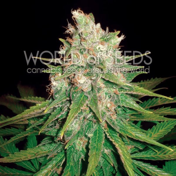 Mazar X Great White Shark World of Seeds cannabisfrø